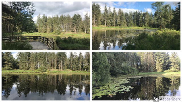 Grizedale Forest Tarn