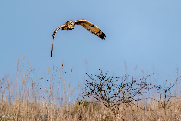 Short-eared owl