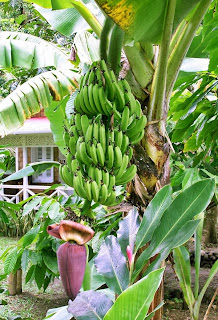 budidaya pisang