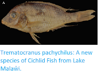 https://sciencythoughts.blogspot.com/2018/04/trematocranus-pachychilus-new-species.html