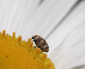 insecto pequeño en flor de margarita