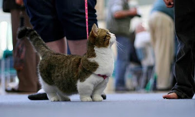 Munchkin Cats Seen On www.coolpicturegallery.us