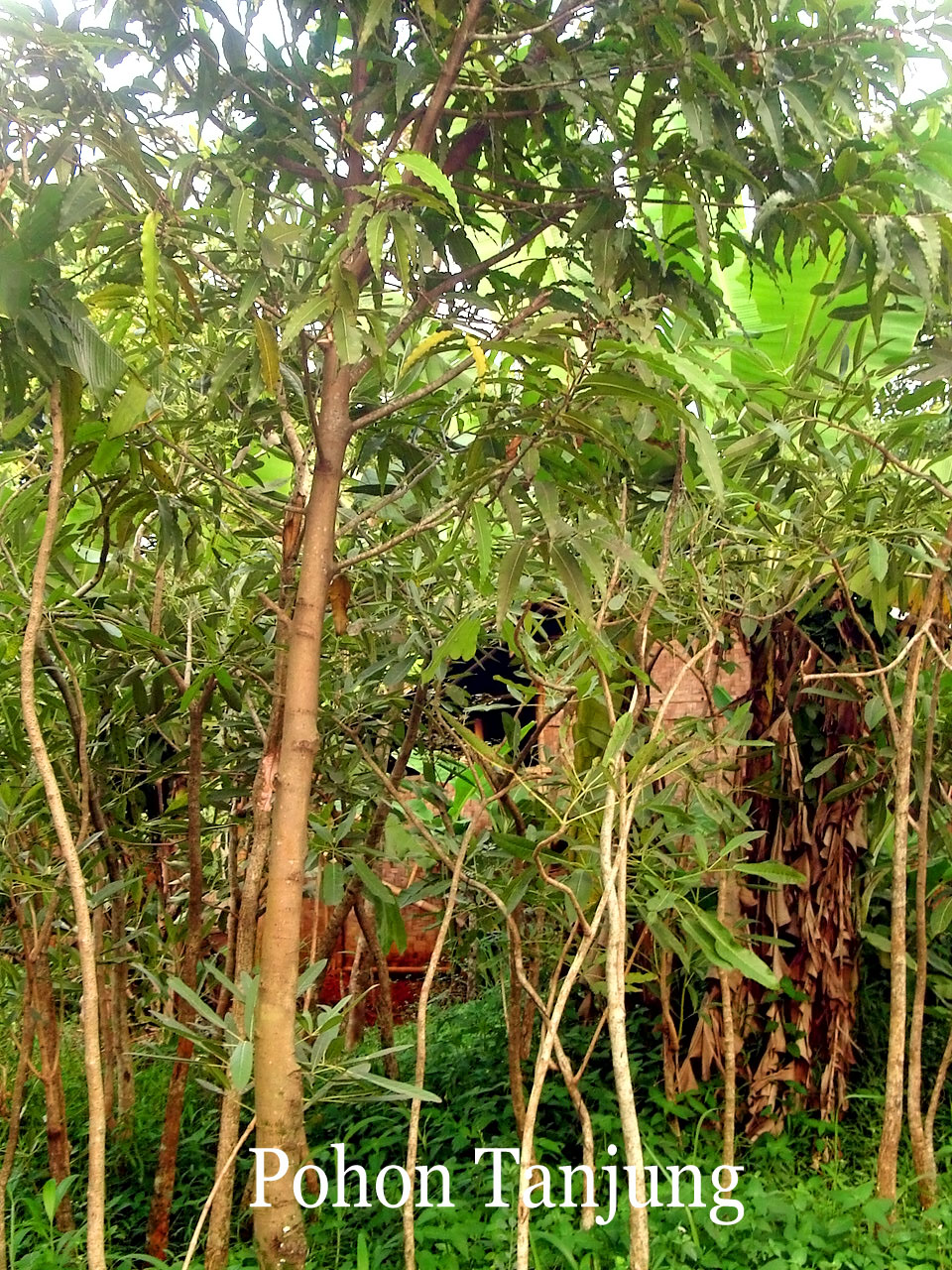 Pohon Tanjung Tanaman Pelindung TUKANG TAMAN