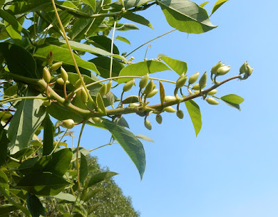 雞冠刺桐的花序