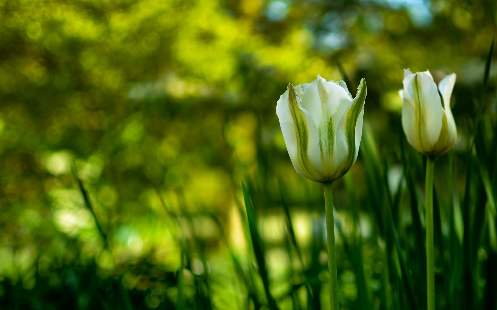 Hình nên Hoa Tulip đẹp