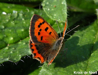 Lycaena phlaeas - Cuivré commun - Bronzé