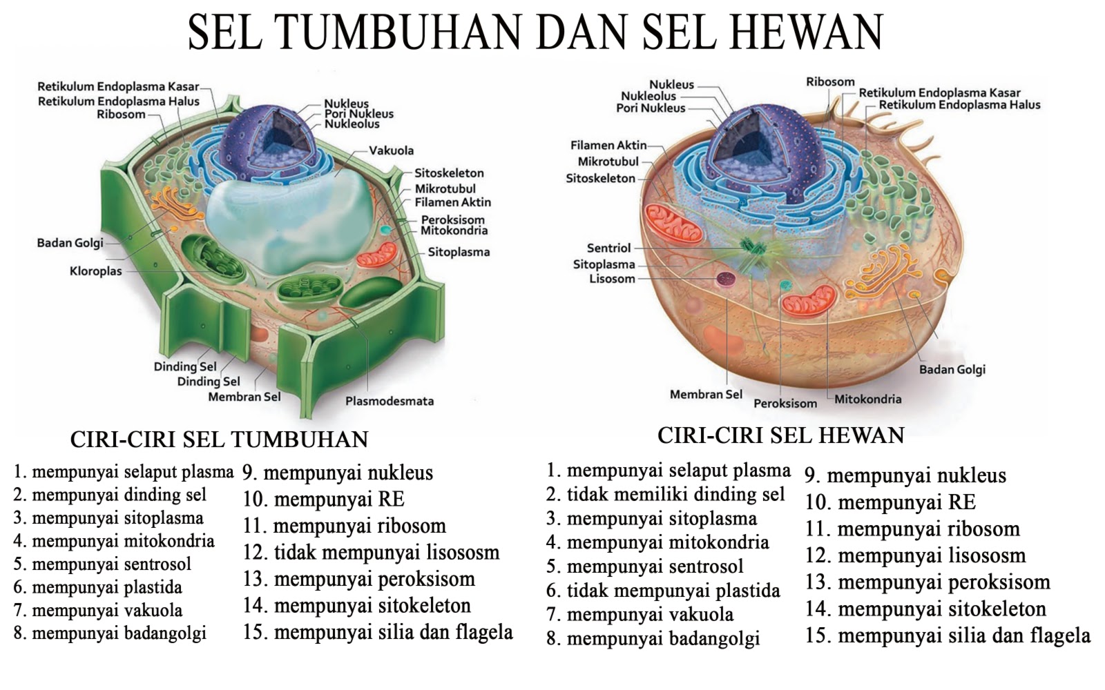 makalah SEL  HEWAN  DAN SEL  TUMBUHAN