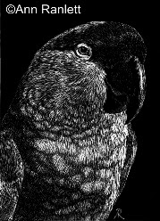 Arizona Native - Thick-Billed Parrot, drawing on scratchboard by Ann Ranlett