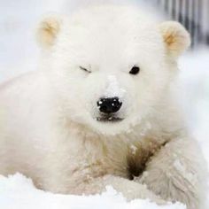 Urso Polar Cam - San Diego Zoo