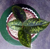 Beautiful Allah's Name Appears on an Aglaonema Plant 1