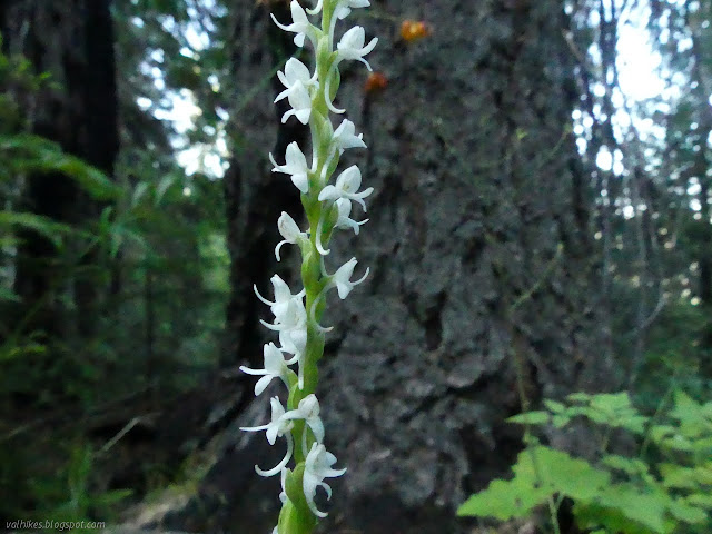 white orchids of small size