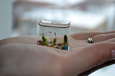 The Russians Create World's Most Smallest Aquarium Seen On lolpicturegallery.blogspot.com