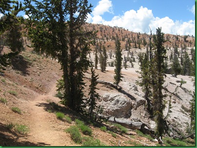 Twisted Forest Trail 040