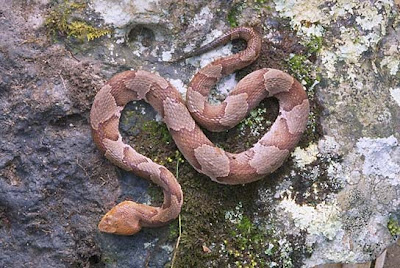 Northern copperhead Agkistrodon contortix