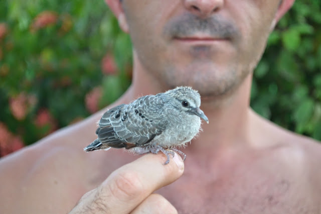 Guyane, Kourou, oisillon, sauvetage, oiseaux