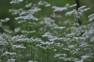 Cilantro