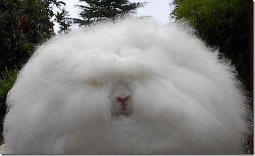 angora-rabbit