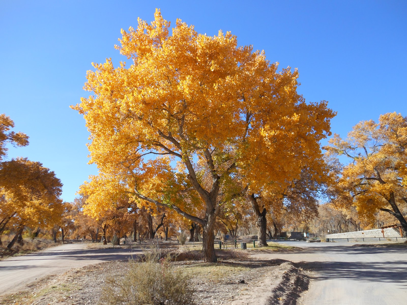 Download Trees That Please Nursery: Trees That Please Nursery: 30 Days of Fall Foliage, Tuesday November 6th.