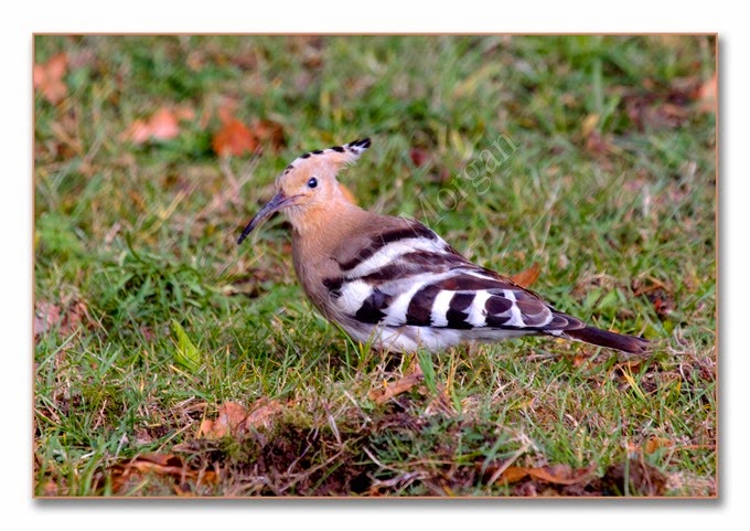 Hoopoe 3 