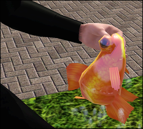 Goldfish3