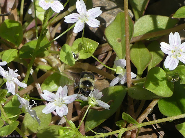 bumblebee