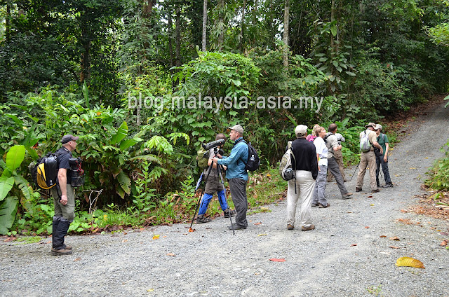 Frasers Hill International Bird Race