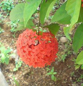 Ixora Flowers