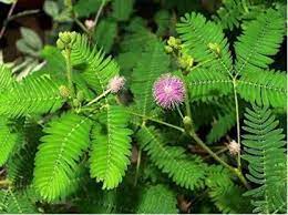 शमी झाड संपूर्ण महिती मराठी | छुई मुई प्लांट | लाजवंती | Shameplant Tree Flower information in Marathi | Touch Me Not Plant
