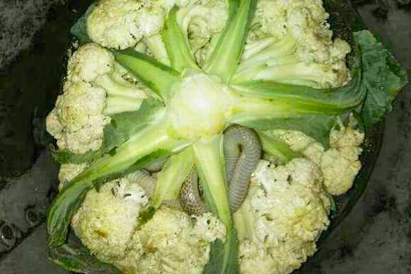 Snake in Cauliflower Vegetable