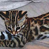 Bengal Cat - Half Cat Half Cheetah