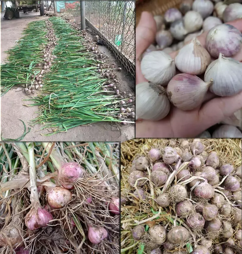 Tỏi cô đơn Phù Yên