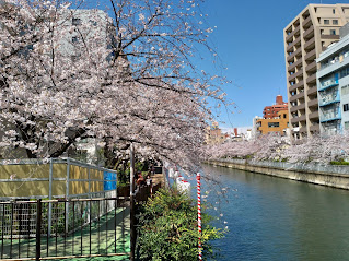 大横川さくら開花