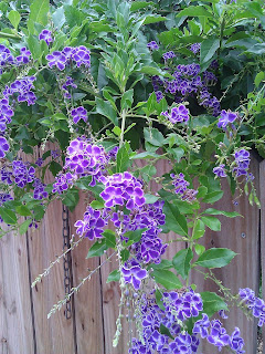 [Image Description] A plant with purple flowers hanging over a wooden fence.