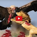 When Prey Fights Back - Most Amazing Wild Animal Attacks - Eagle Attacks 