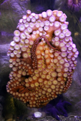 Octopus or Something