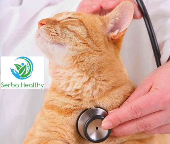 6 Cara Untuk Menurunkan Kucing Yang Demam  INFO DOKTER99