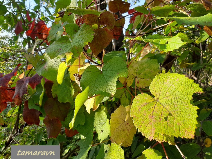 Виноград амурский (Vitis amurensis)