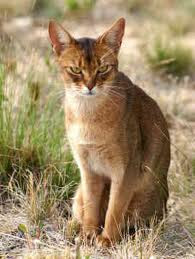 buy abyssinian kitten