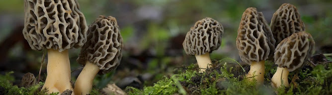 GHUCHI CHYAU, MORCHELLA ESCULENTA, गुच्छी च्याउ