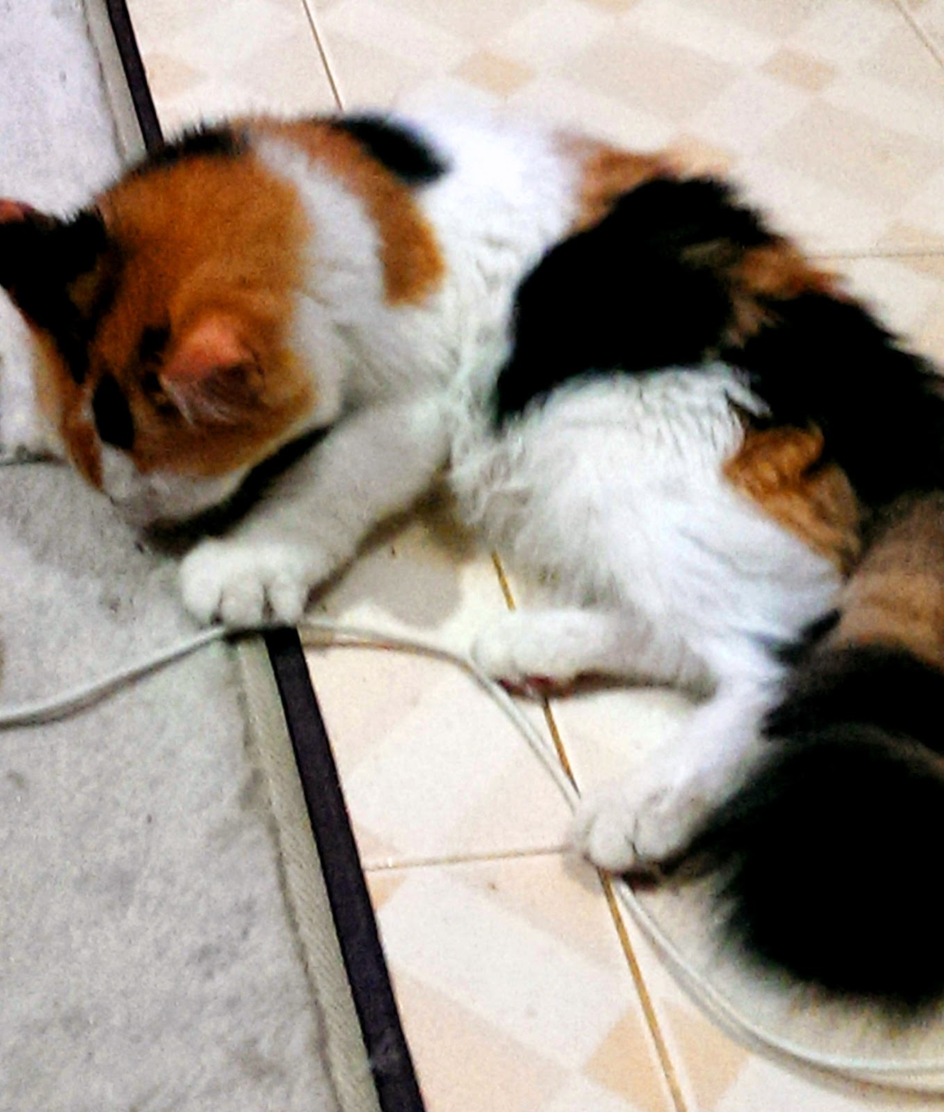 DUNIAKU Rashidah Ibrahim Kucing Sakit Saraf