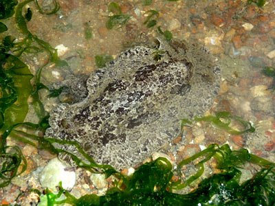 Nudibranch, Discodoris lilacina