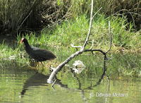 Hawaiian Gallinule, Hamakua Marsh, Kailua, Oahu - © Denise Motard