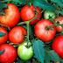 Medicinal uses of tomatoes