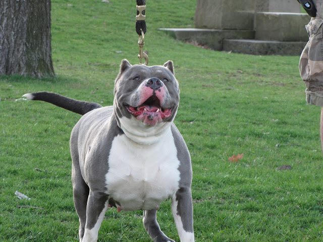 Pitbull Dogs