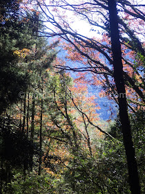 Alishan maple autumn foliage