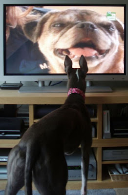 Pets watching TV Seen On www.coolpicturegallery.us