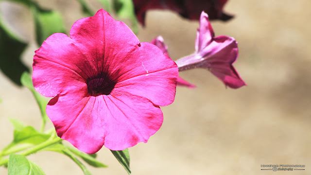 Pink Petunia