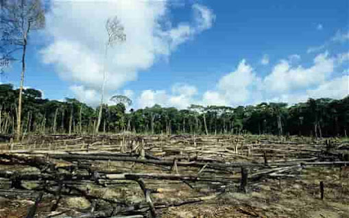 Causes of Deforestation