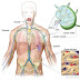 มารู้จักกับมะเร็งต่อมน้ำเหลือง Lymphoma