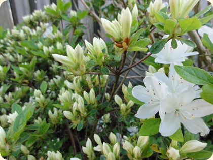 Rhododendron